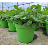Mentha spicata