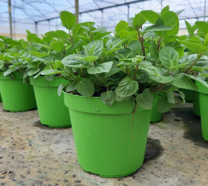 Mentha spicata