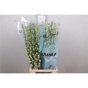 DELPHINIUM DU 'GUARDIAN WHITE'