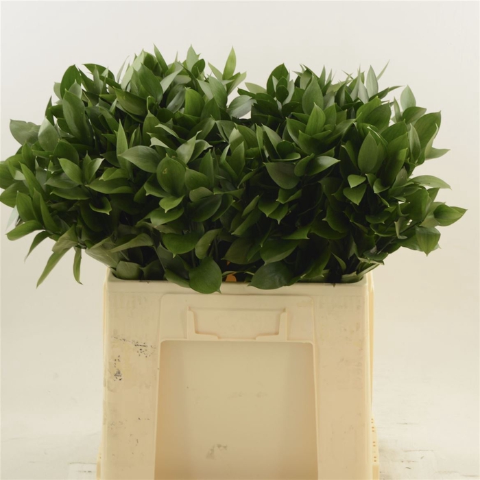 <h4>Ruscus Hypophyllum</h4>