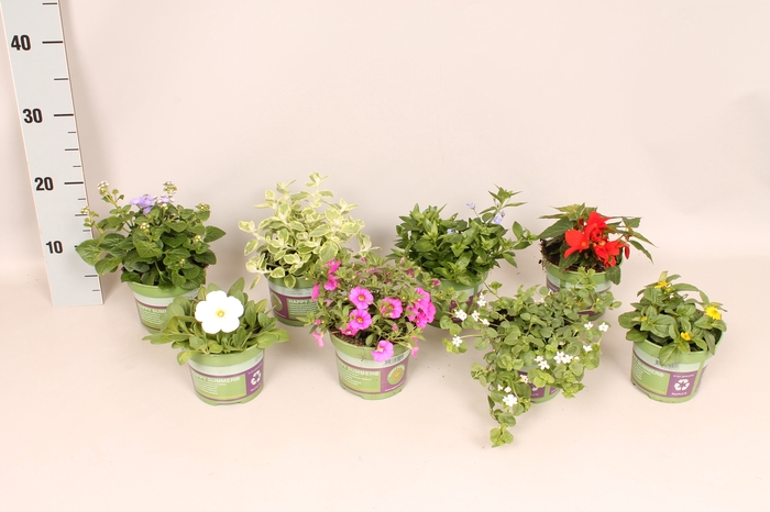 <h4>Perkplanten Divers (selectie van diverse soorten)</h4>