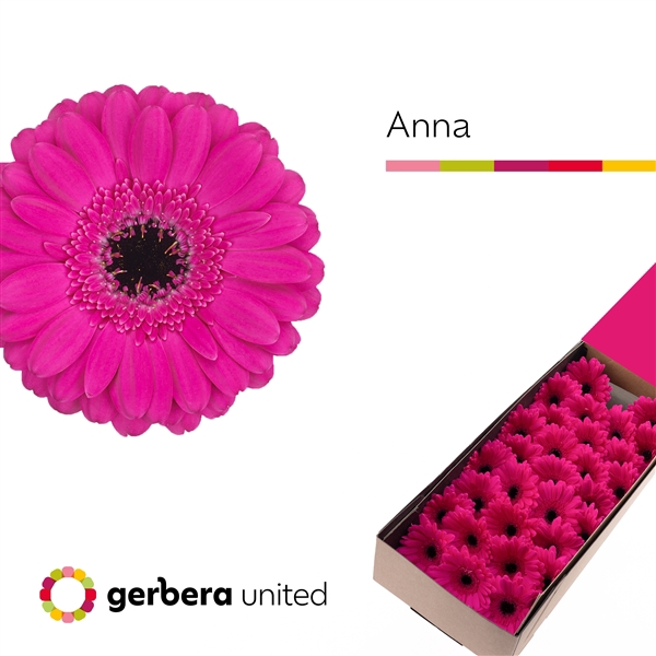 <h4>Ge Mi Anna Box United</h4>