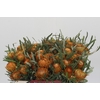 Banksia Dryandra