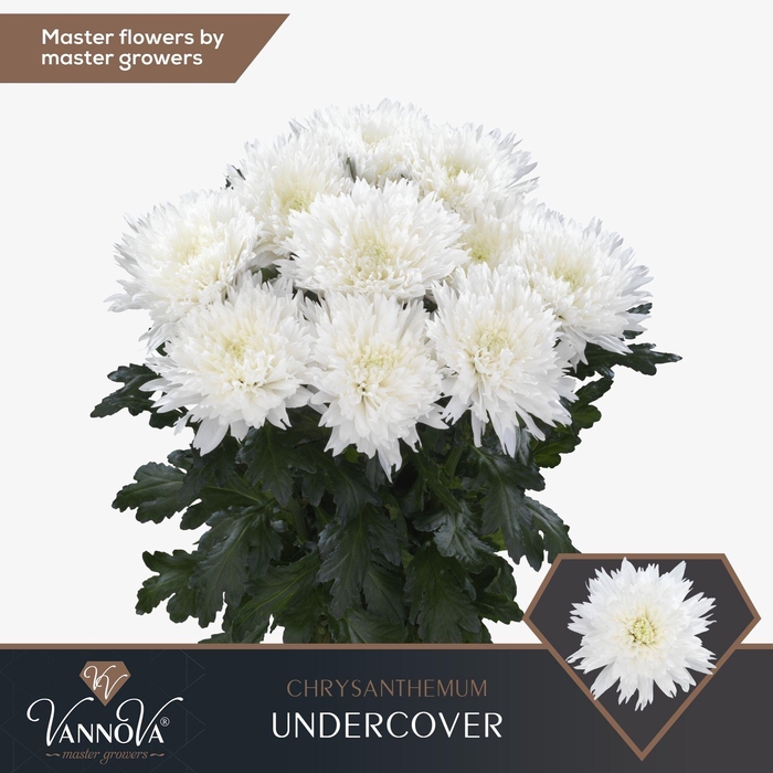 <h4>Chr g Undercover</h4>