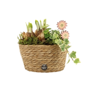 11665: Outdoor spring arrangement