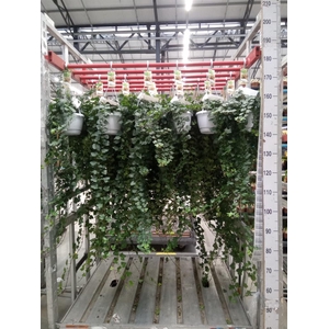 Hedera helix 'Wonder'