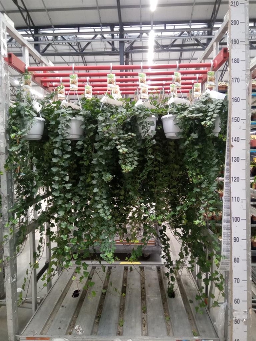 <h4>Hedera helix 'Wonder'</h4>