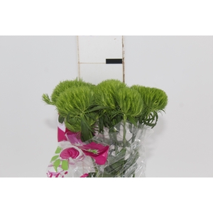DIANTHUS GREEN BALL 060 CM