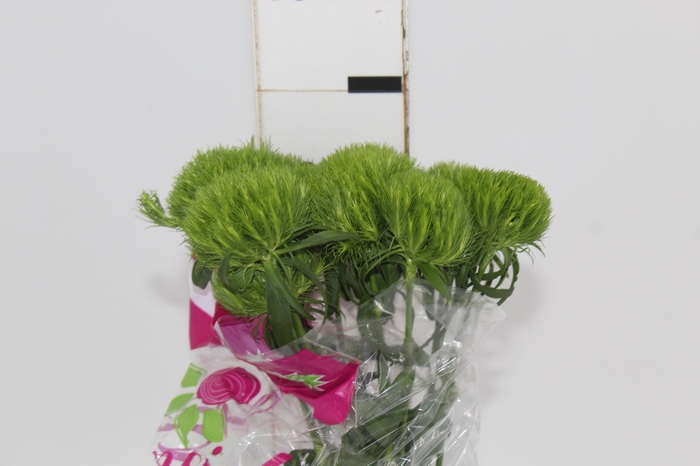 DIANTHUS GREEN BALL 060 CM