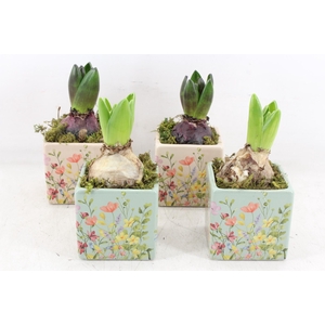 arr4 Hyacint RN - Floral portuguese