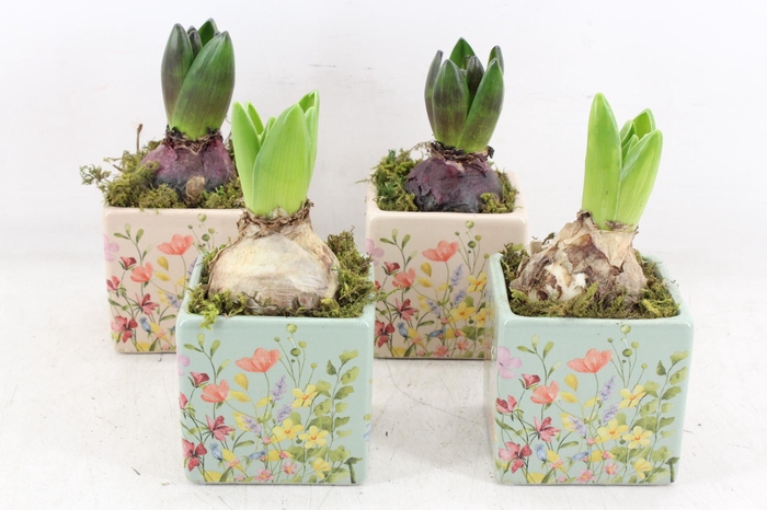 <h4>arr4 Hyacint RN - Floral portuguese</h4>