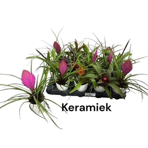 BROMELIA GEM