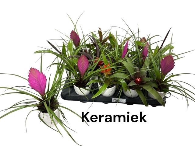 <h4>BROMELIA GEM</h4>