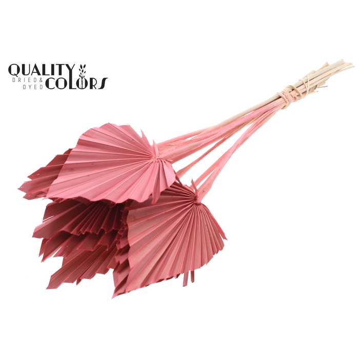 <h4>Palm Spear per stem Coral</h4>