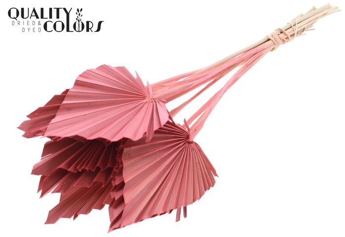 Palm Spear per stem Coral