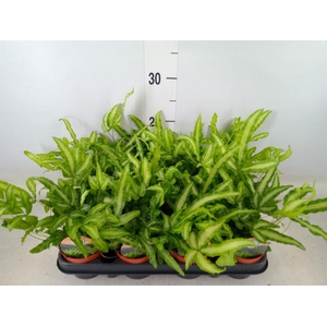 Pteris cretica 'Albolineata'