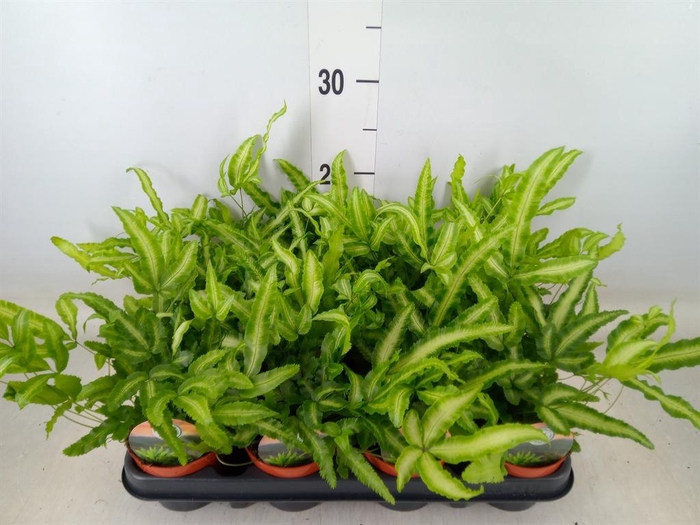 <h4>Pteris cretica 'Albolineata'</h4>