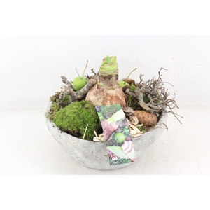 arr4 Amaryllis MB - Cement schaal 402/2