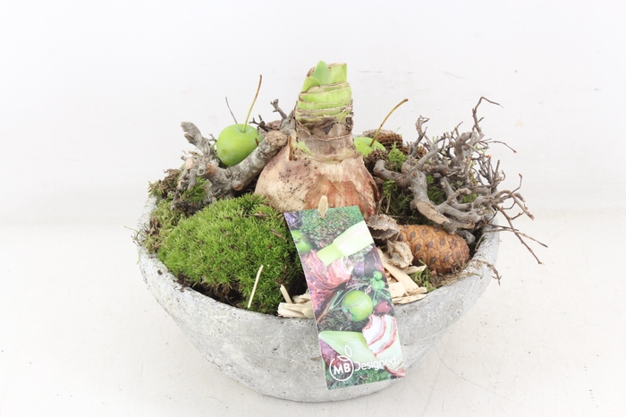 <h4>arr4 Amaryllis MB - Cement schaal 402/2</h4>