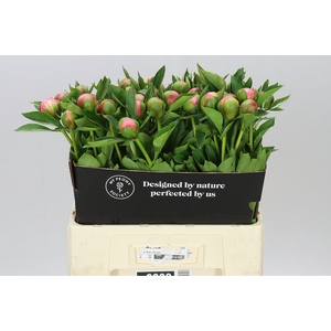 Paeonia Etched Salmon