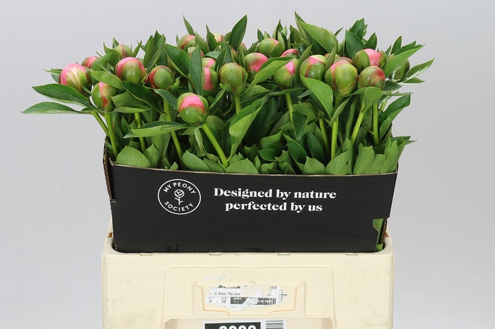 <h4>Paeonia Etched Salmon</h4>