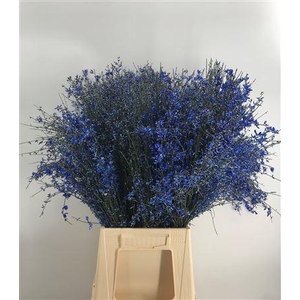 Genista 400gr Blue