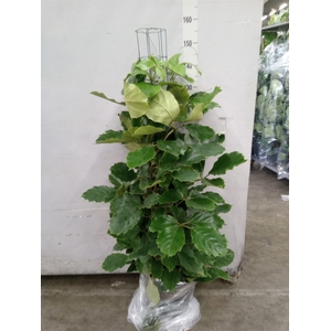 Tetrastigma voinierianum