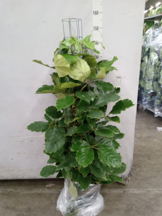 <h4>Tetrastigma voinierianum</h4>