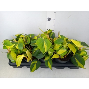 Philodendron scand. 'Brasil'