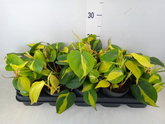 <h4>Philodendron scand. 'Brasil'</h4>