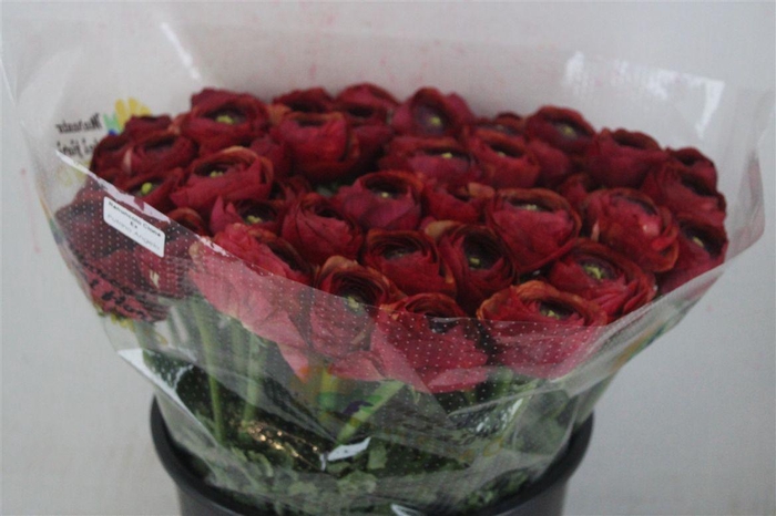 <h4>Ran Cloni Sup Cocktail</h4>