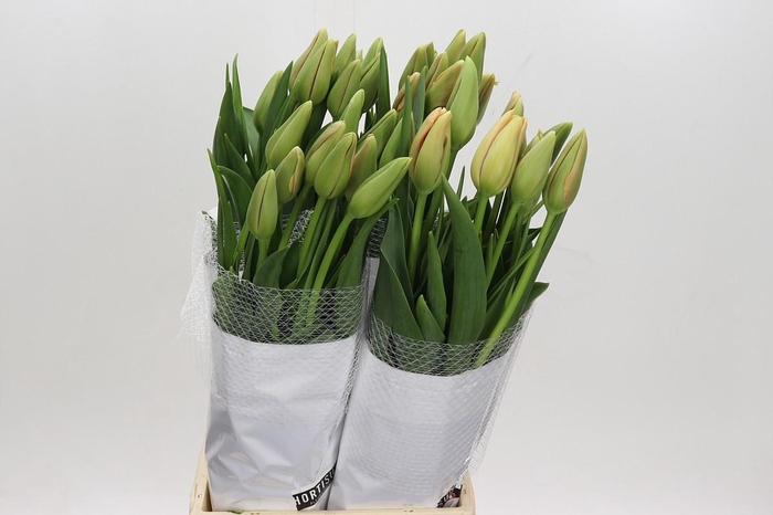 <h4>Tulipa (frans) En Menton</h4>