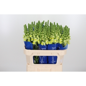Antirrhinum Po Yellow