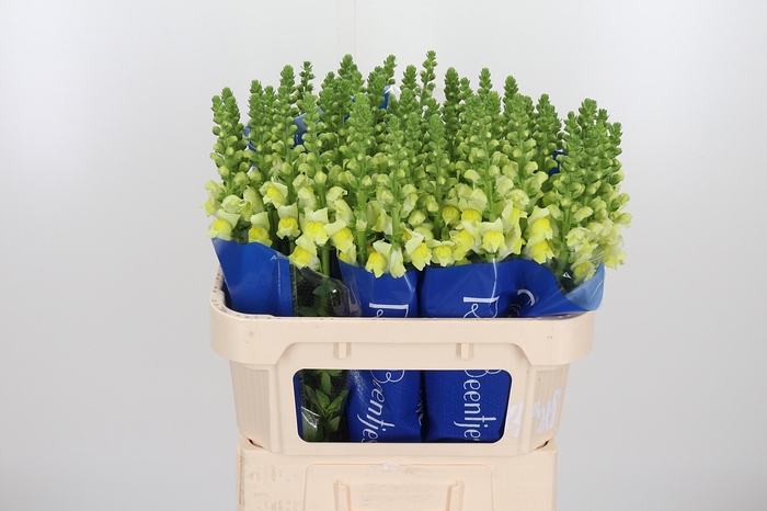 <h4>Antirrhinum Po Yellow</h4>