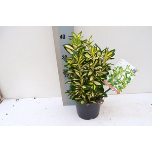 Euonymus japonicus gold Queen