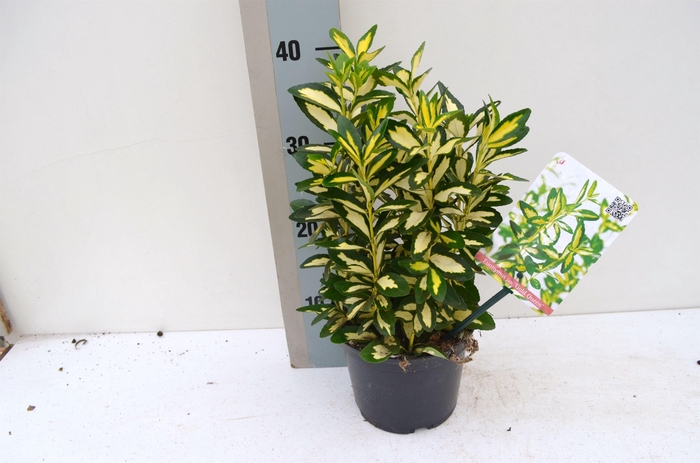 <h4>Euonymus japonicus gold Queen</h4>