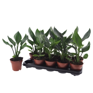STRELITZIA REGINAE