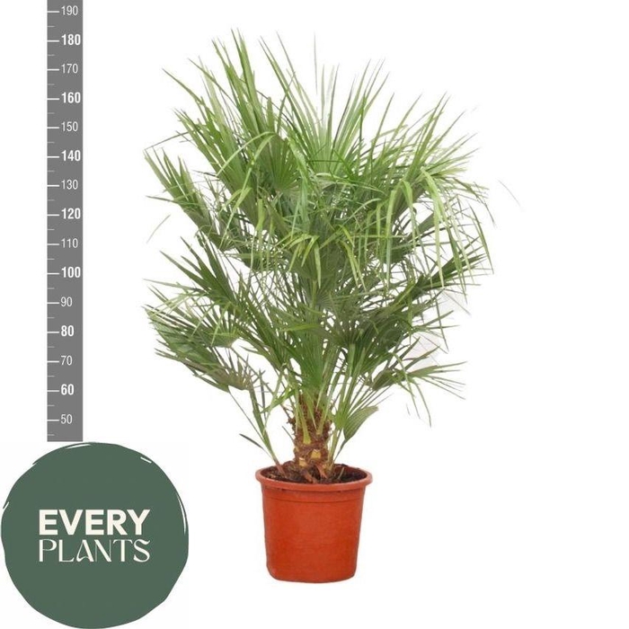 <h4>CHAM HUMILIS</h4>