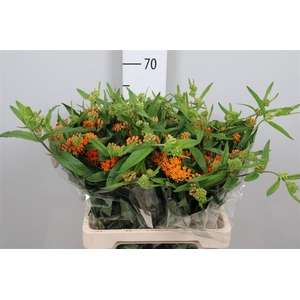 Ascl Tuberosa