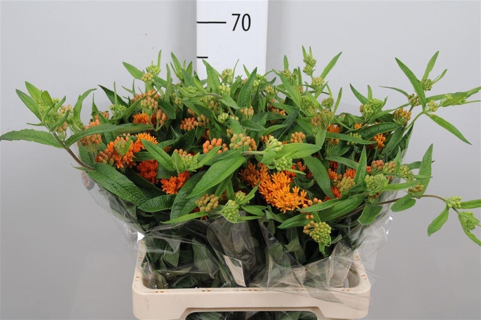 <h4>Ascl Tuberosa</h4>