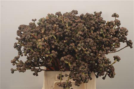 <h4>Euc Berry Clock Per Bunch</h4>