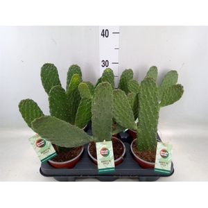 Opuntia