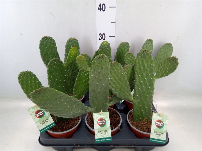 <h4>Opuntia</h4>