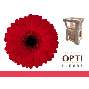 Gerbera Beauty Water