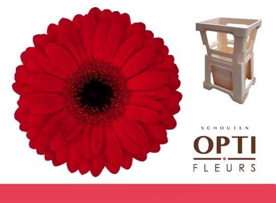 <h4>Gerbera Beauty Water</h4>