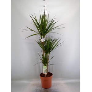 Dracaena marg.