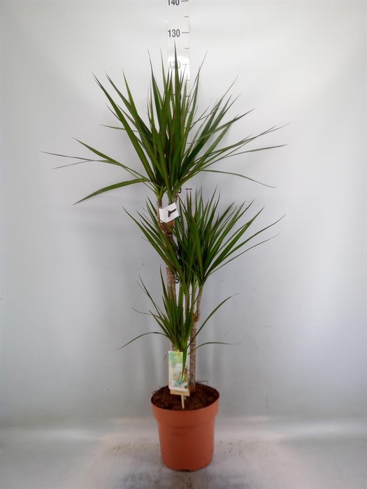 <h4>Dracaena marg.</h4>