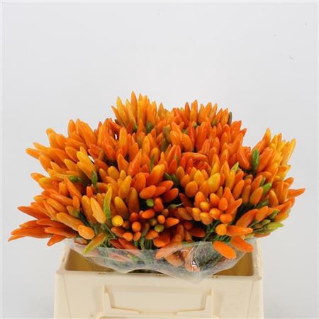 CAP ORANGE FIRE