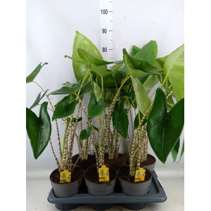 Alocasia zebrina