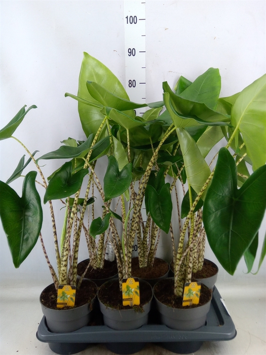 <h4>Alocasia zebrina</h4>